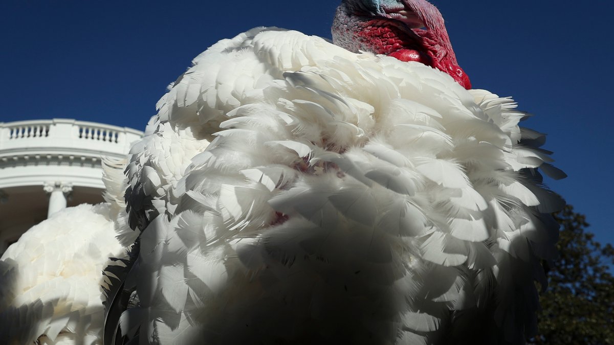 Thanksgiving Turkeys Chocolate and Chip Get White House Pardon NBC4