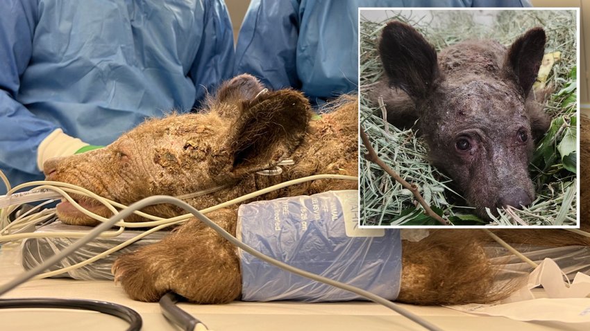 Nixon, an orphaned black bear cub, is treated at Oakland Zoo’s Veterinary Hospital.