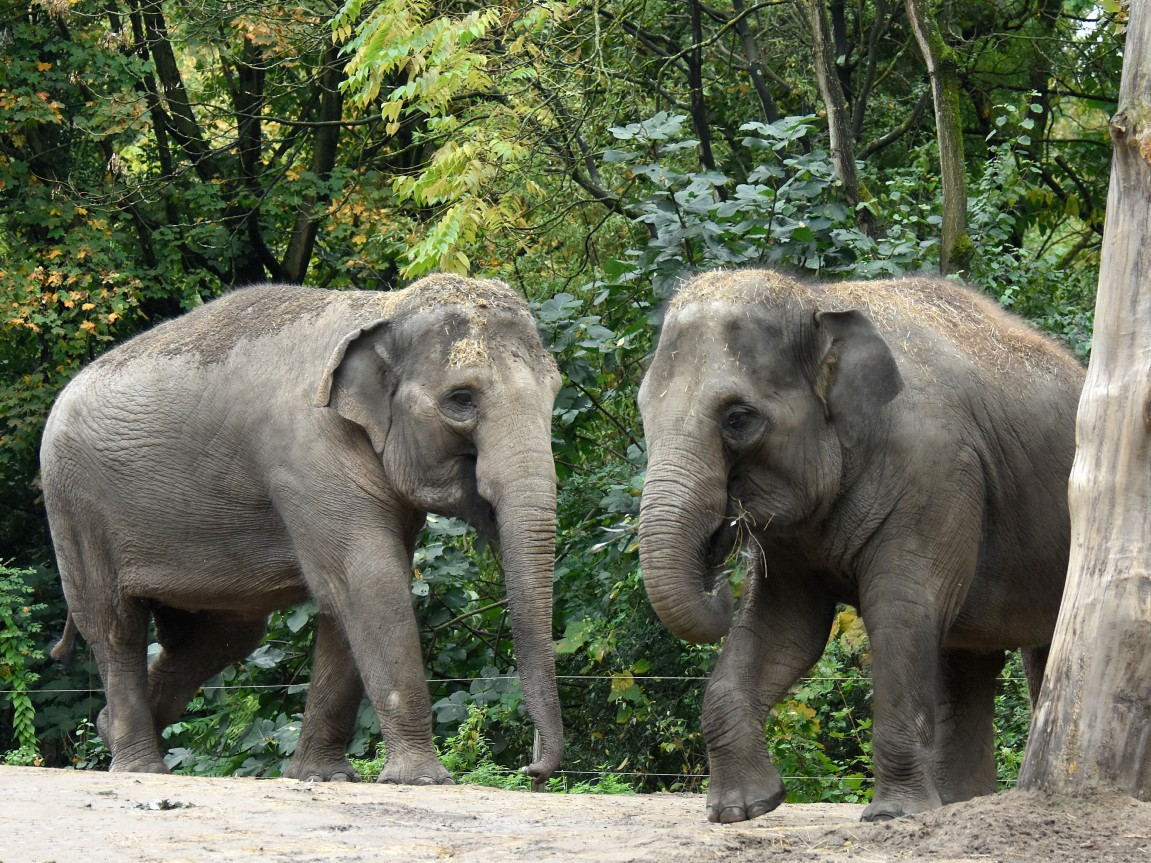 How Do Elephants Breed at the Zoo?