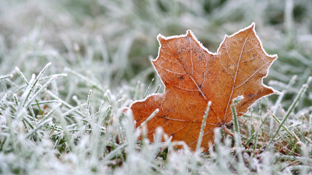 Here’s What You Need to Know About Tonight’s Freeze Watch in DC Area