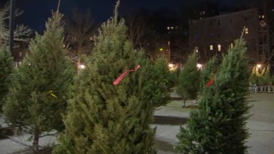What to know about Christmas tree collection