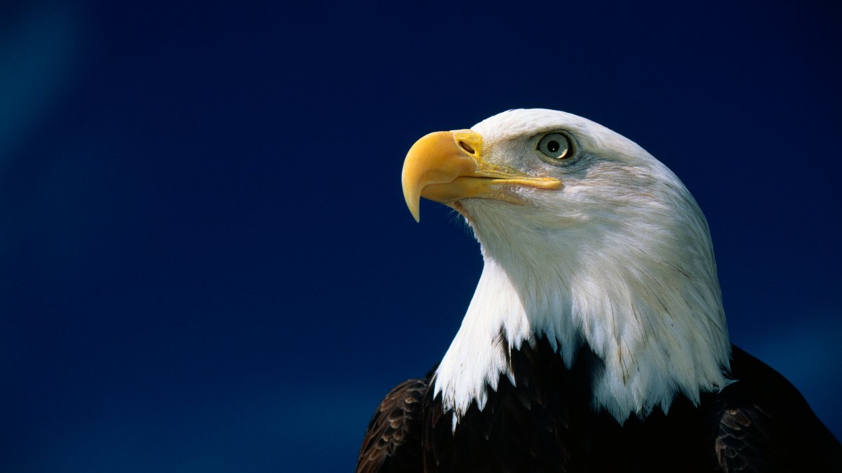 3 Bald Eagles Die in Minnesota After Eating Euthanized Animals – NBC4 Washington - Vimarsana News