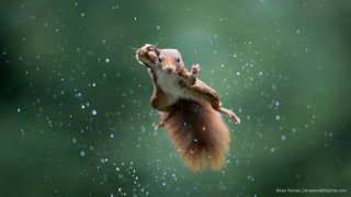 A red squirrel jumps during a rainstorm in Maashorst, the Netherlands.
