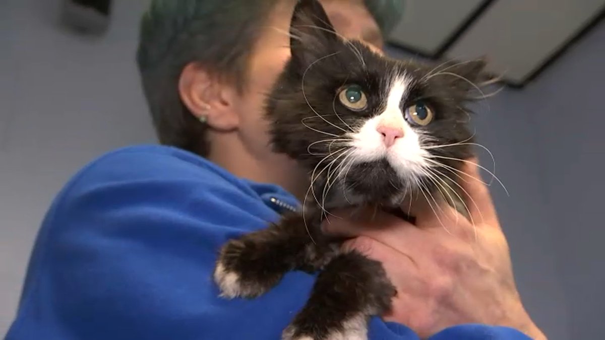Long Island Family to Be Reunited With Mimi, Cat Missing 10 Years ...