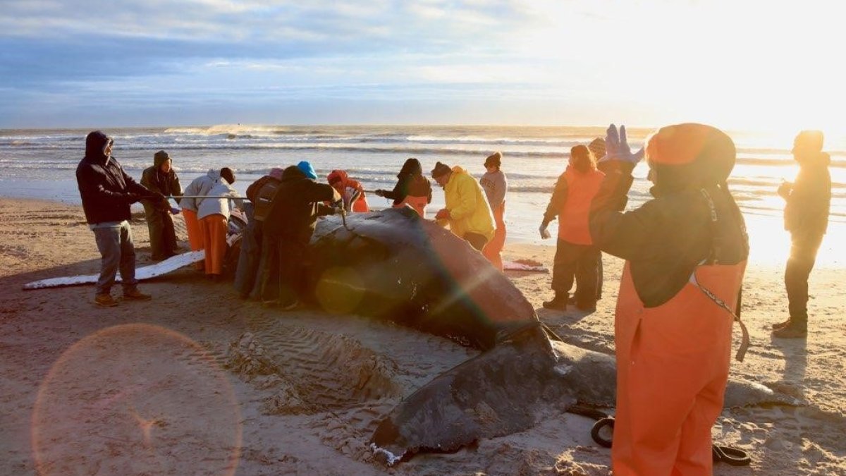 Humpback Whale That Washed Up on NJ Beach Likely Died From Vessel Strike – NBC4 Washington - Vimarsana News