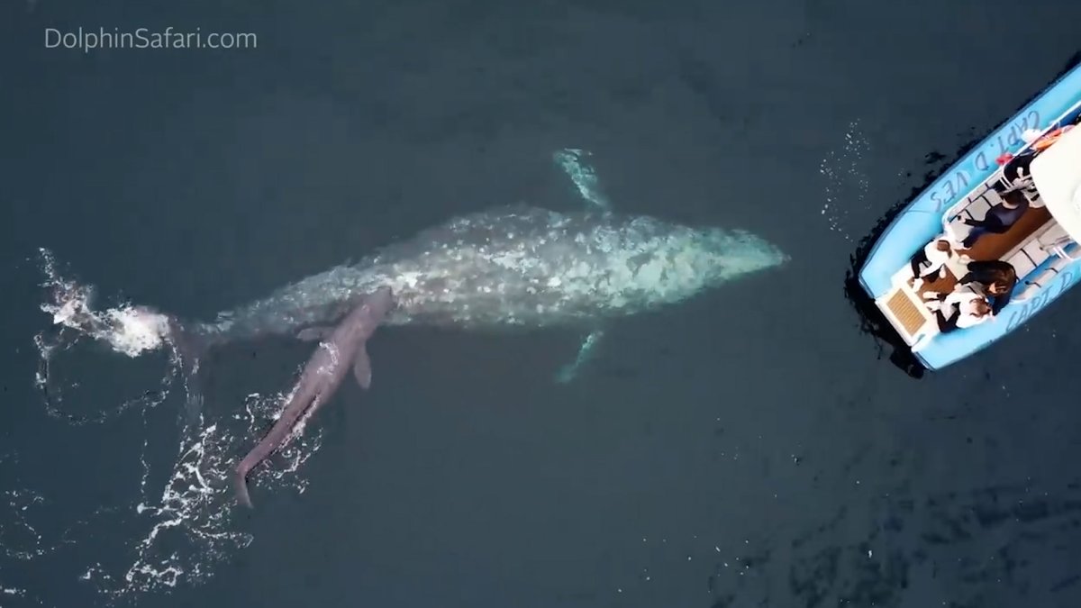 Watch: Whale Gives Birth and Shows Off Calf to Whale Watching Tour – NBC4 Washington - Vimarsana News