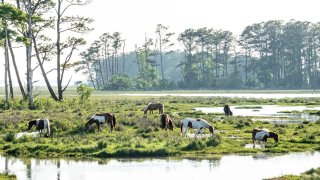 Ponies grazing Chincoteague National Wildlife Reserve, Chincoteague Island, Virginia. (Photo by Denise Panyik-Dale/Getty)