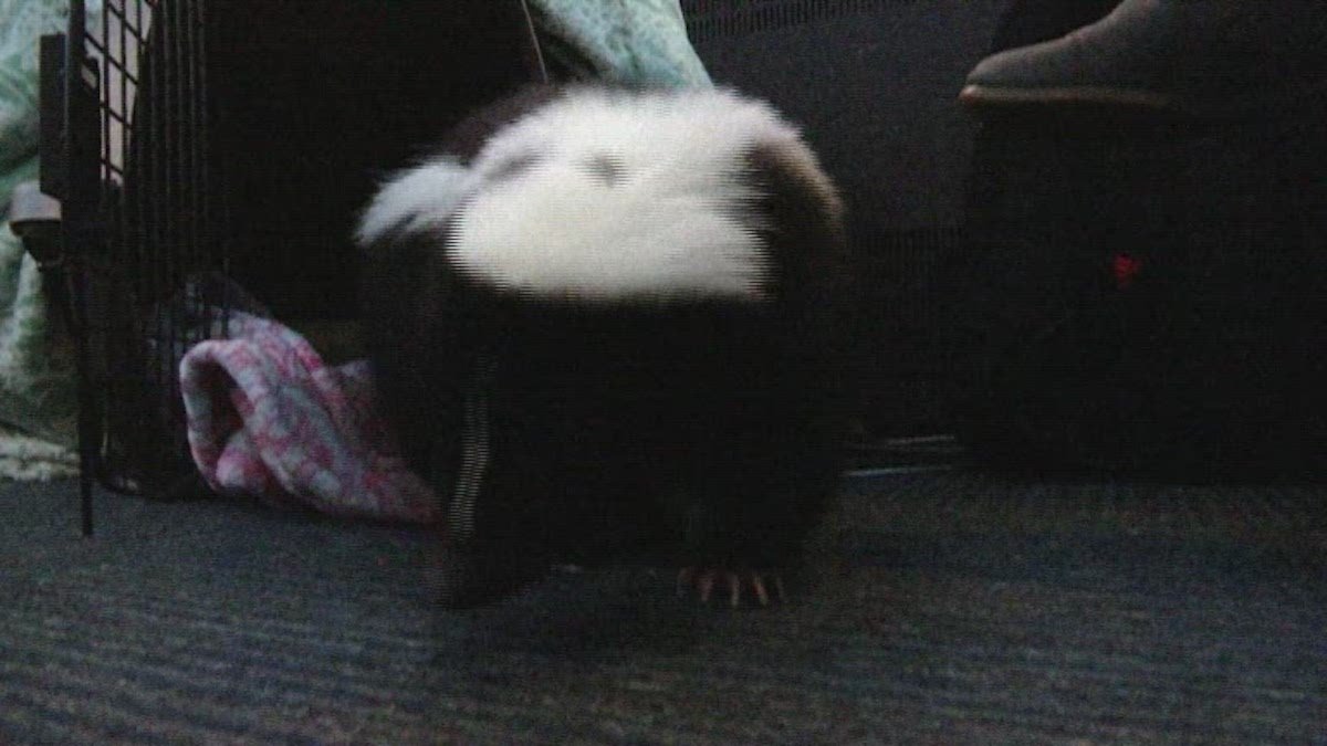 Meet Nugget the Office Skunk – NBC4 Washington - Vimarsana News
