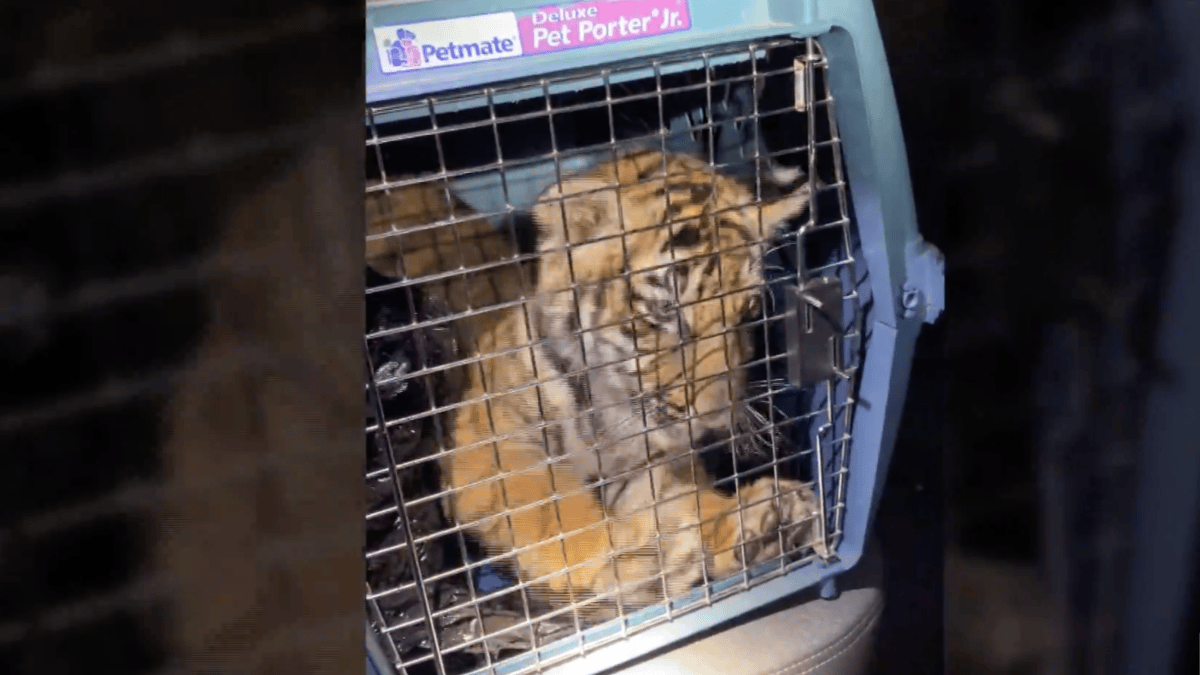 Police Find Bengal Tiger Inside Trailer Home in New Mexico – NBC4 Washington - Vimarsana News
