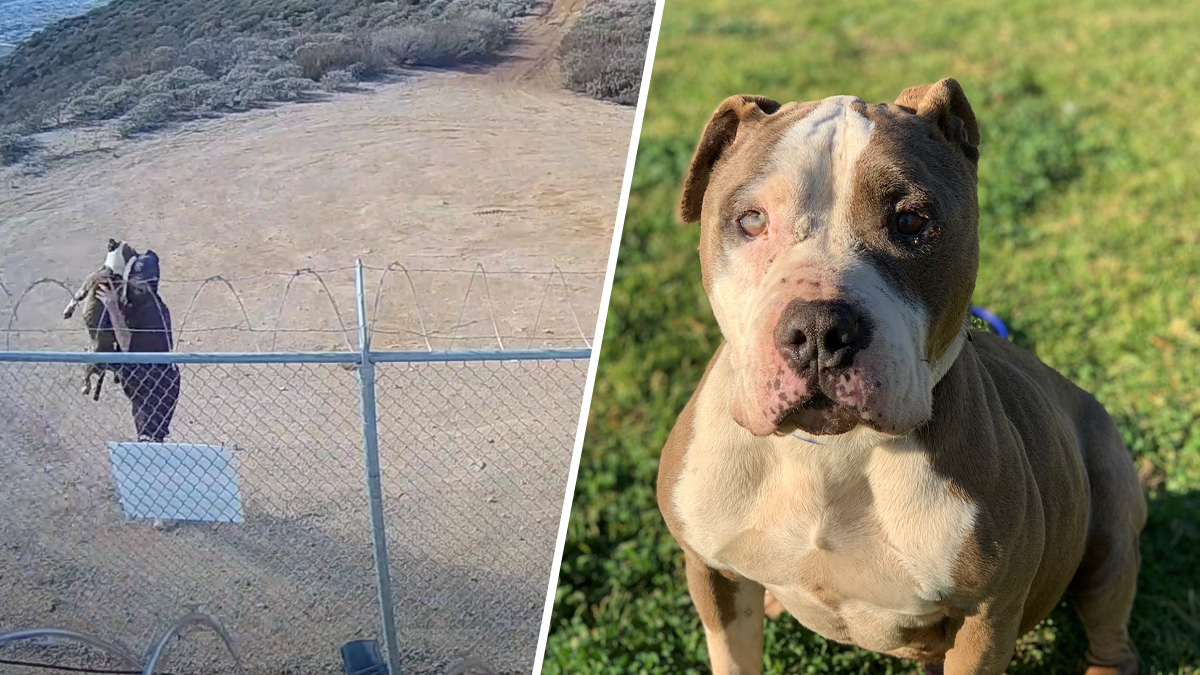 California Man Accused of Hurling Dog Over Barbed Wire Fence Arrested