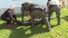 ‘The Alligator Got Her!' Frantic 911 Calls Detail Elderly Florida Woman's Fatal Gator Attack