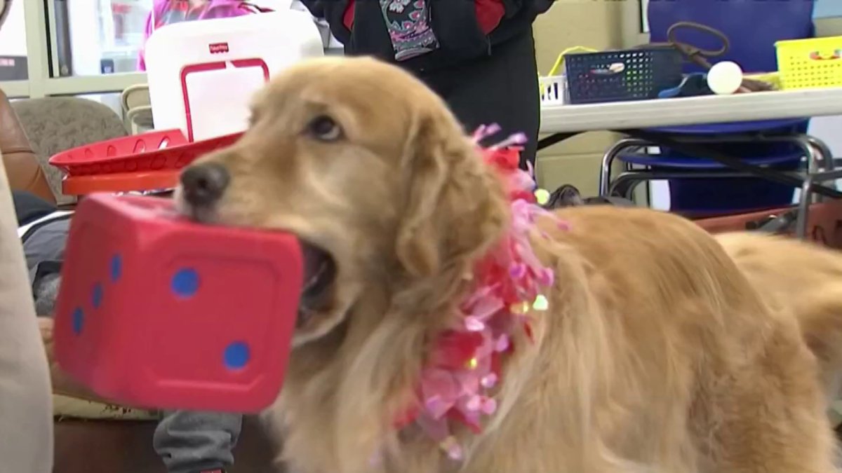 How a Therapy Dog Helps Fairfax County Students Learn Math – NBC4 ...