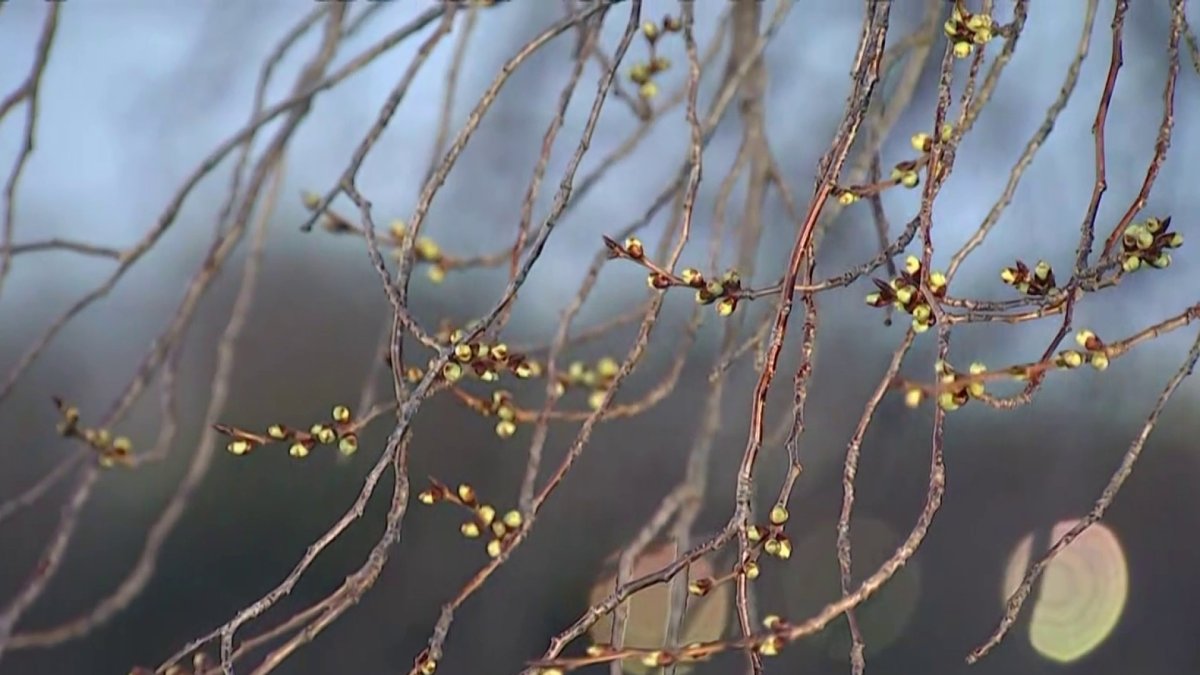 Check Out the Green Buds National Mall Cherry Blossoms at 1st Bloom
