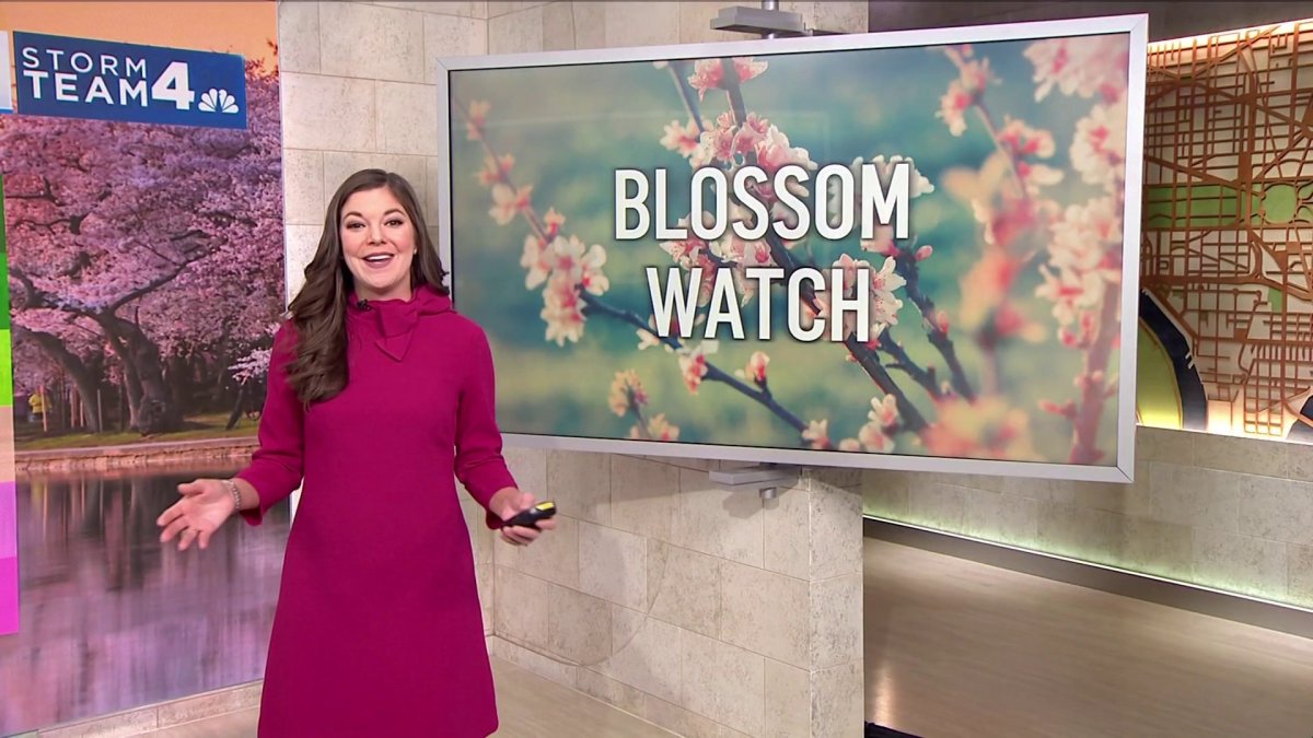 Blossom Watch 2023 Amelia’s Peak Cherry Blossom Forecast NBC4 Washington