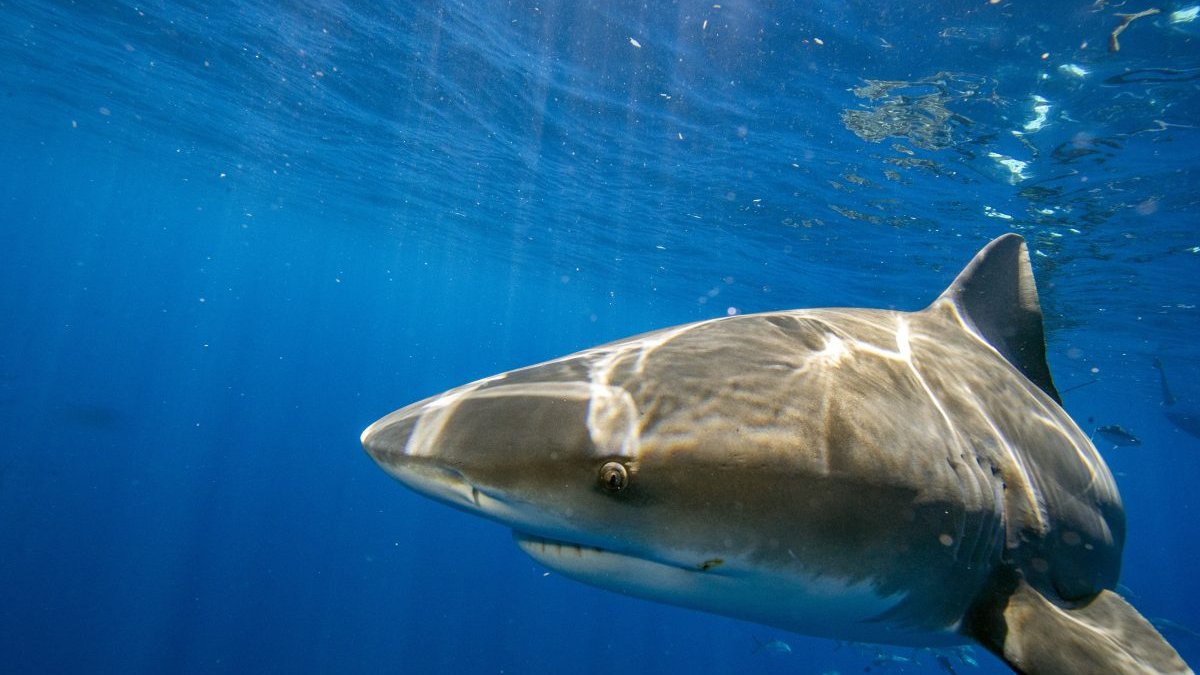 Florida Still World's Shark Bite Capital: How Many Happened in 2022? – NBC4 Washington - Vimarsana News