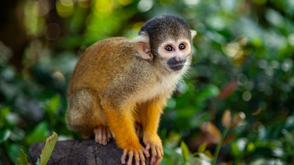 12 Monkeys Stolen From Louisiana Zoo – NBC4 Washington - Vimarsana News