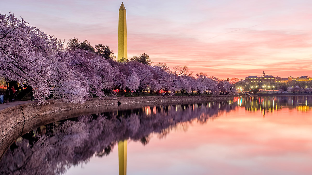 Here Are The Peak Bloom Dates For DC’s Cherry Blossoms In 2023 – NBC4 ...