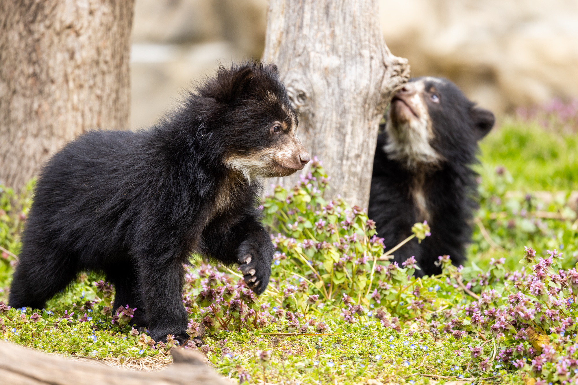 Sloth bear  Smithsonian's National Zoo and Conservation Biology Institute