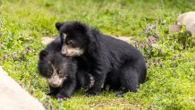 Baby Andean bears Sean and Ian are now on view at the National Zoo.