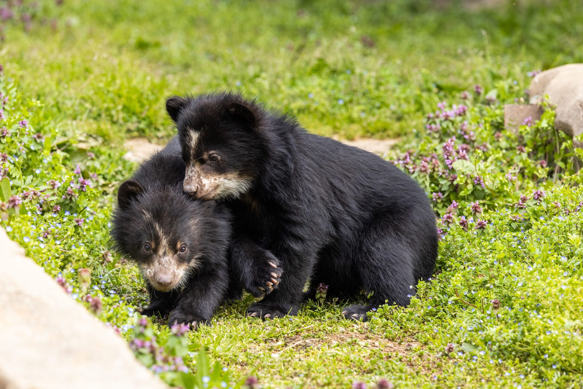 Sloth bear  Smithsonian's National Zoo and Conservation Biology Institute