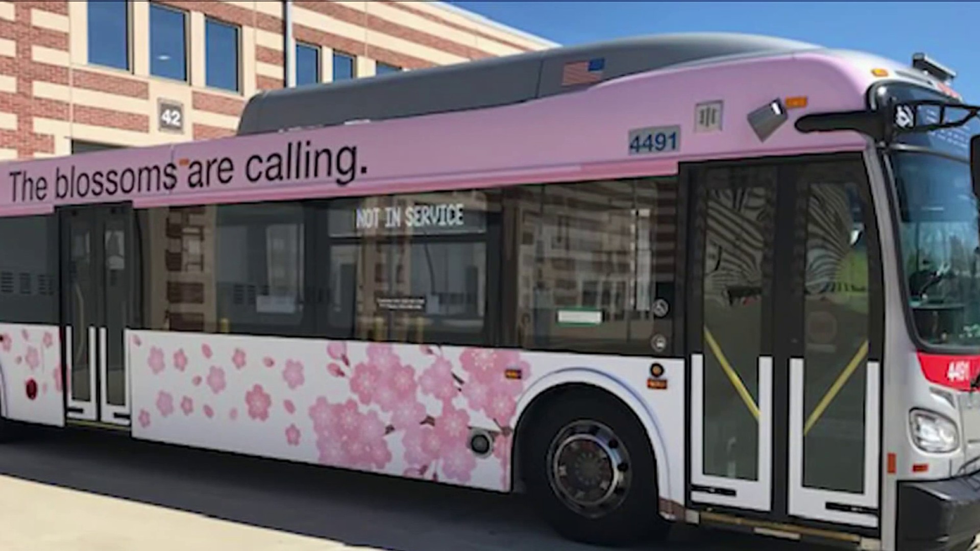 DC sports and transit cherry blossom branding overlap - William F