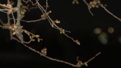 Cherry Blossom Festival – NBC4 Washington