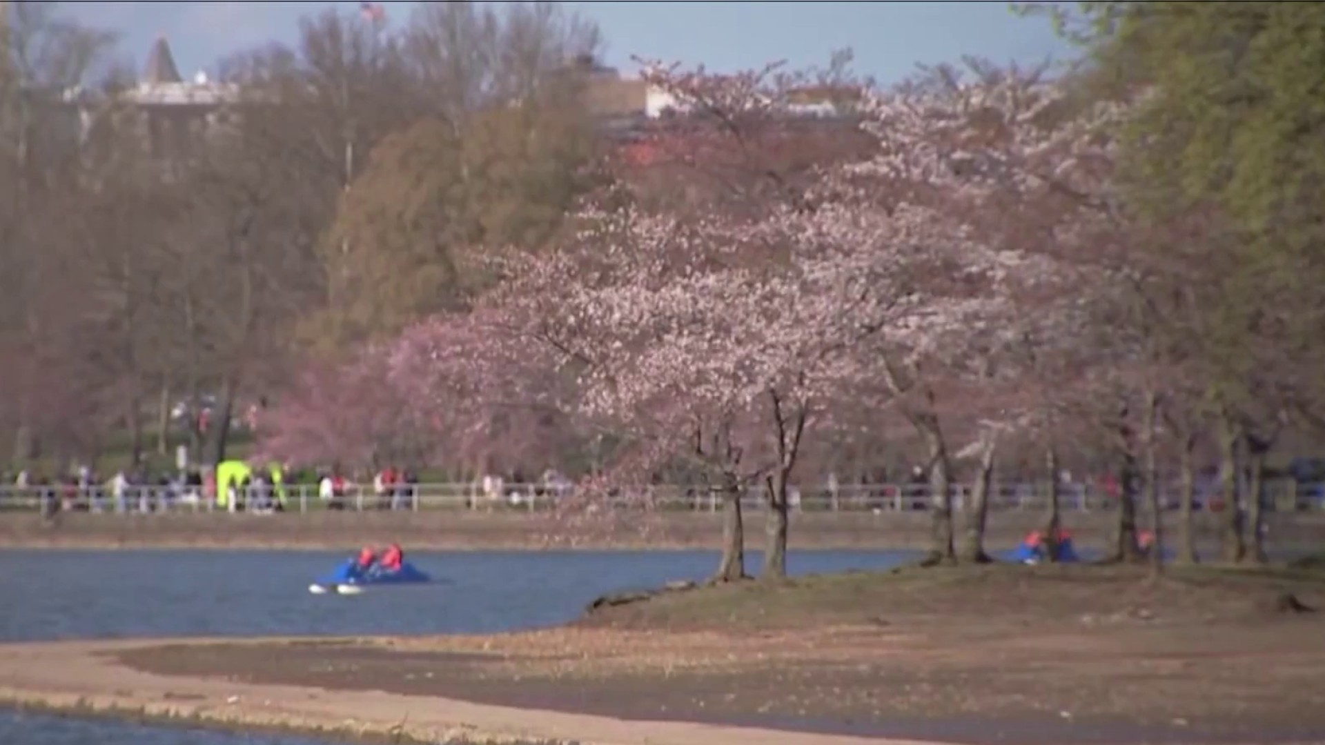 Perform at the Tidal Basin - National Cherry Blossom Festival