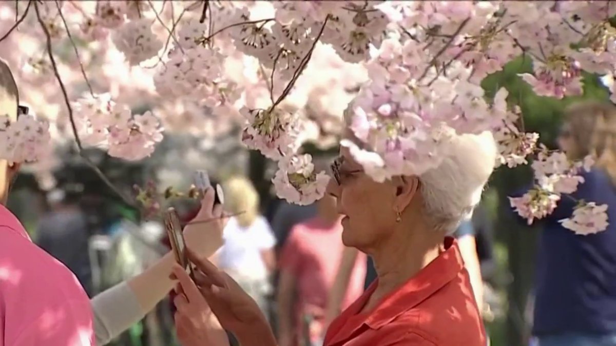 Cherry Blossoms in Washington D.C. Away From Tidal Basin – Travels