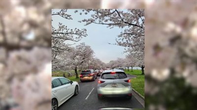 A colorful weekend escape to the National Cherry Blossom Festival - WHYY