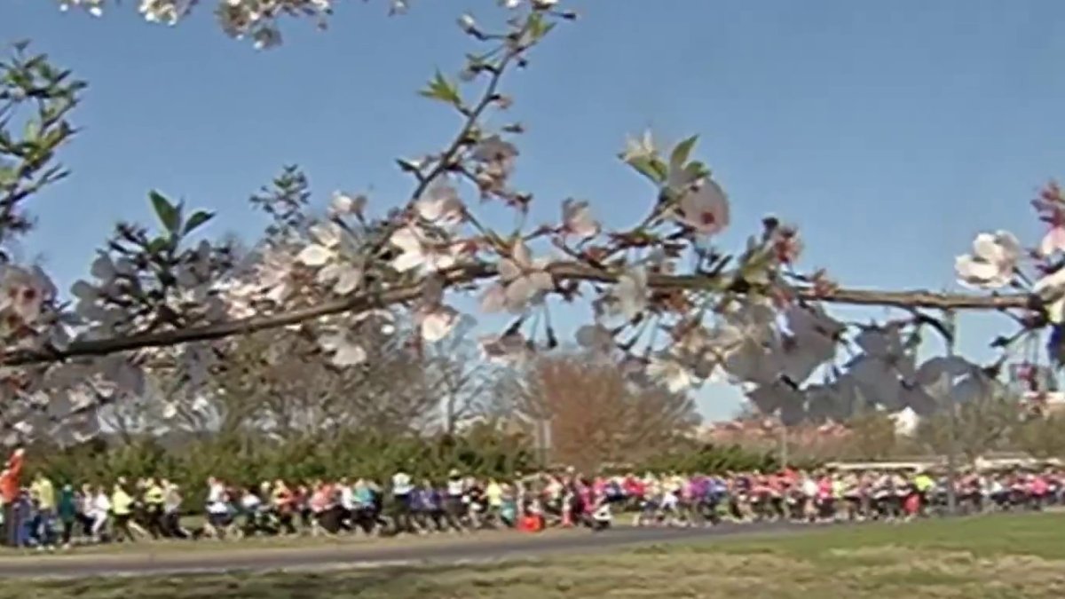 Cherry Blossom 10Mile Run to Return This Weekend NBC4 Washington