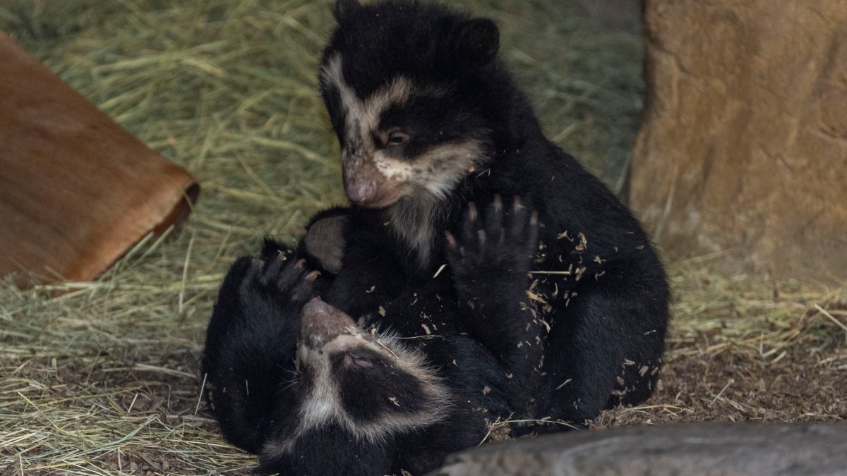 San Diego Zoo Welcomes Twin Andean Bear Cubs – NBC4 Washington - Vimarsana News