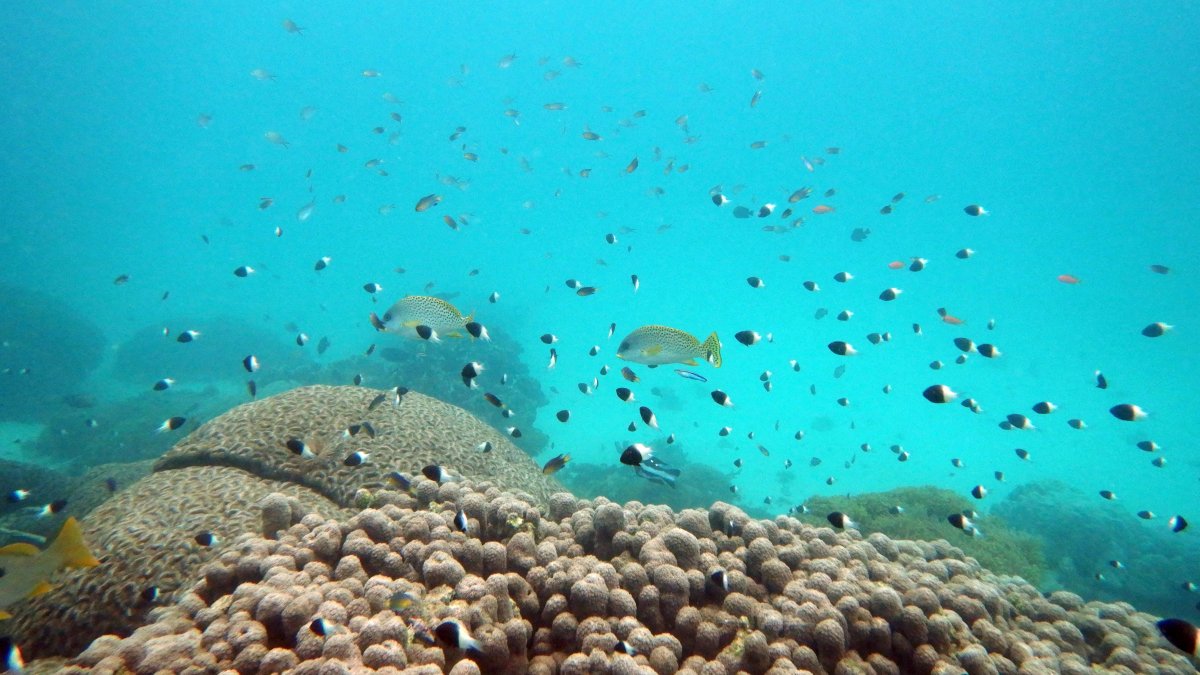 U.N. Creates Treaty to Protect Marine Life on High Seas – NBC4 Washington - Vimarsana News