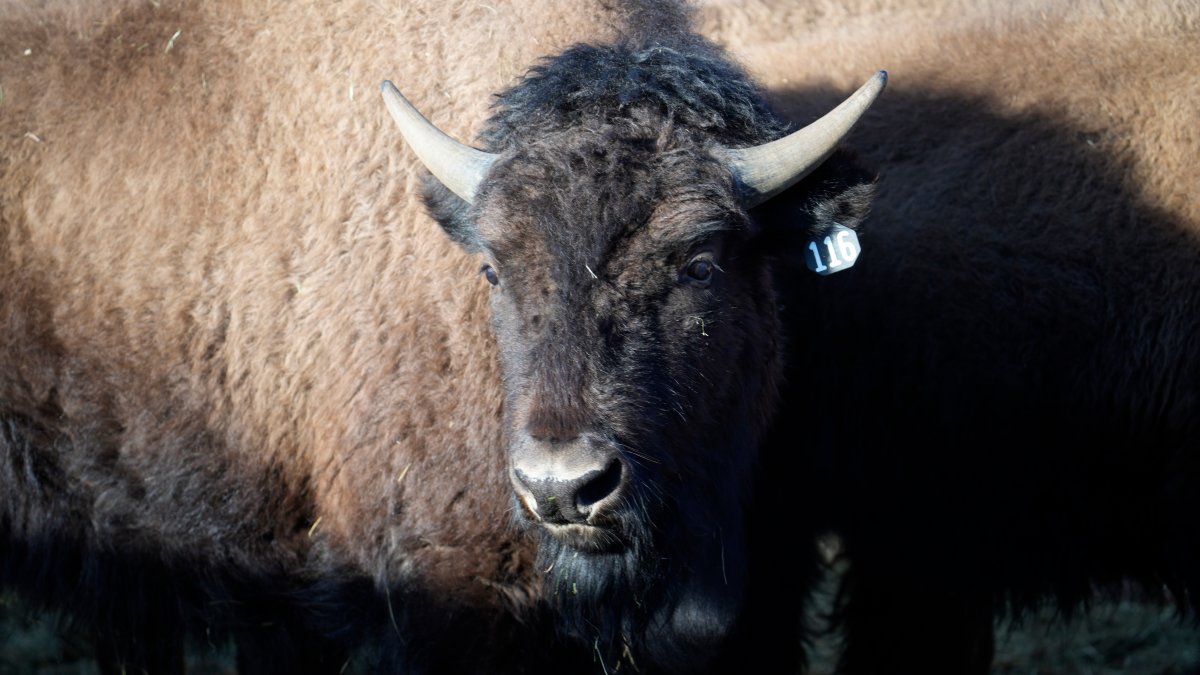 US Reintroduces Bisons to Native Lands in Oklahoma, Colorado – NBC4 Washington - Vimarsana News