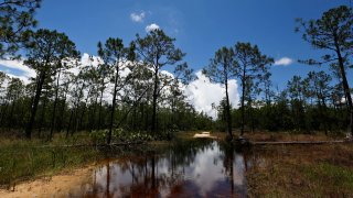 A puddle blocks a path that leads into the Panther Island Mitigation Bank.