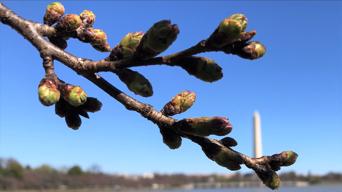 Cherry Blossom Watch Cherry Trees Halfway to Peak Bloom NBC4 Washington