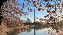 How to See the Cherry Blossoms in Washington DC – Sightseeing Señorita