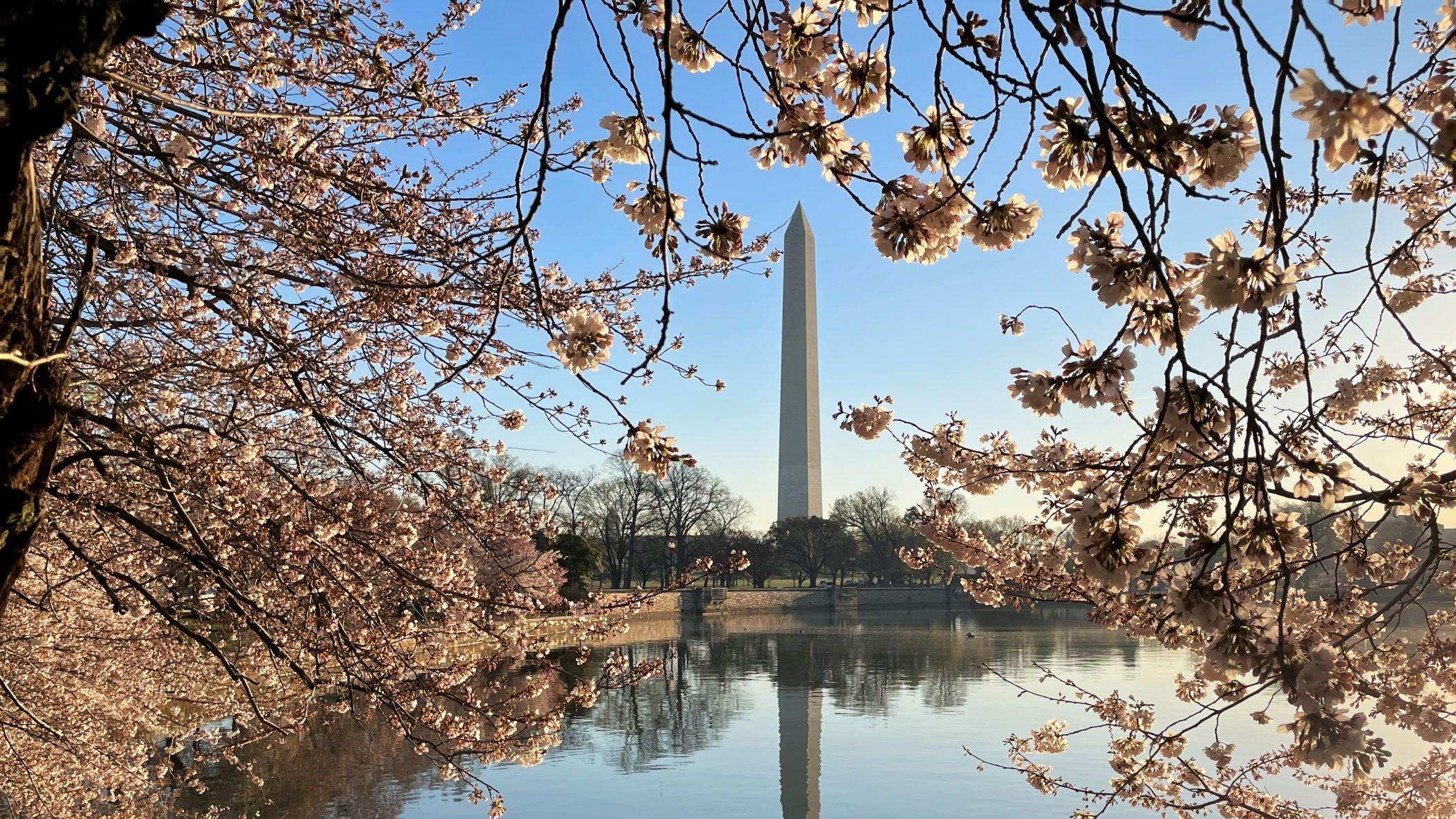 Best Places to See Cherry Blossoms in D.C. in 2023