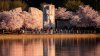 Where to See Cherry Blossoms in DC, Maryland and Virginia