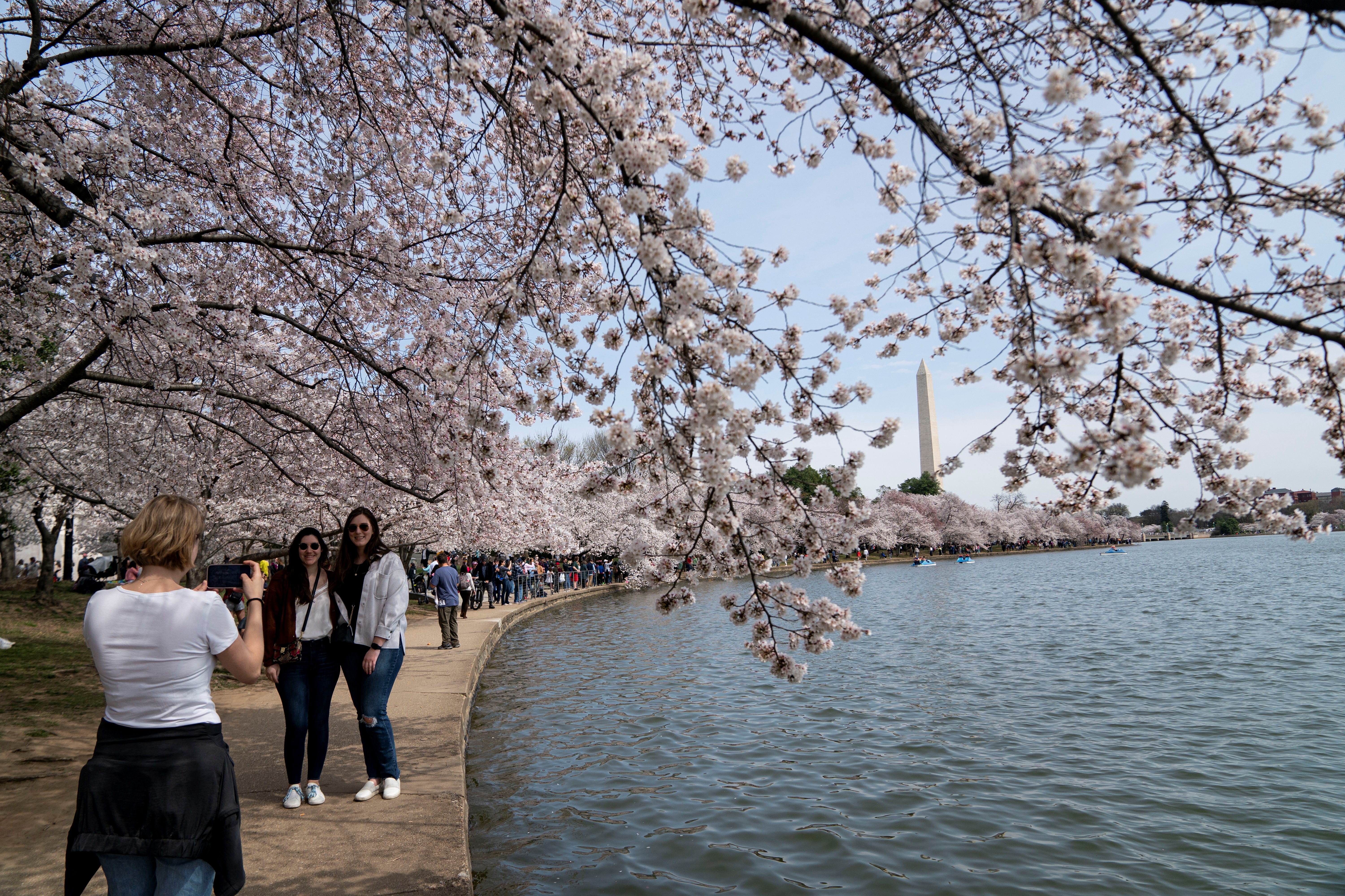 Why Go To D.C.? The Most Stunning Cherry Blossoms Are Right In NJ