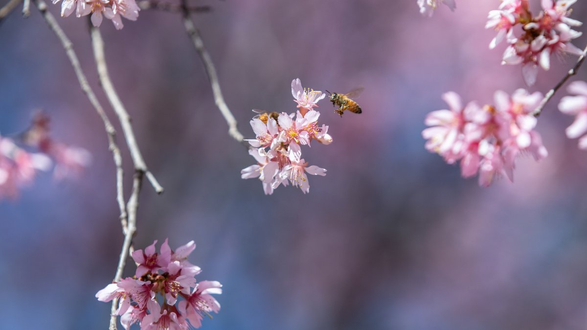 here-s-what-to-expect-for-spring-weather-in-the-dc-area-nbc4-washington