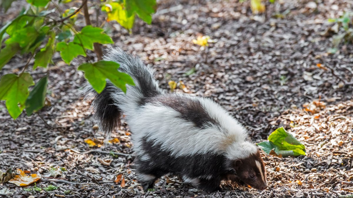 Good Samaritan rescues Virginia skunk with head stuck in cup – NBC4 ...