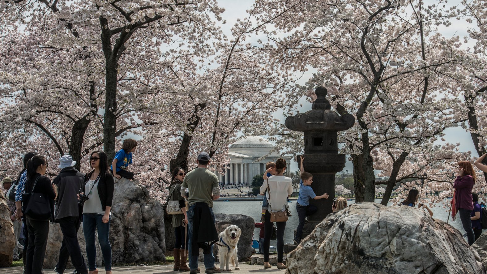 Charry Tree Dc The History of Cherry Blossom Season: How DC Got Its Famous Trees ...