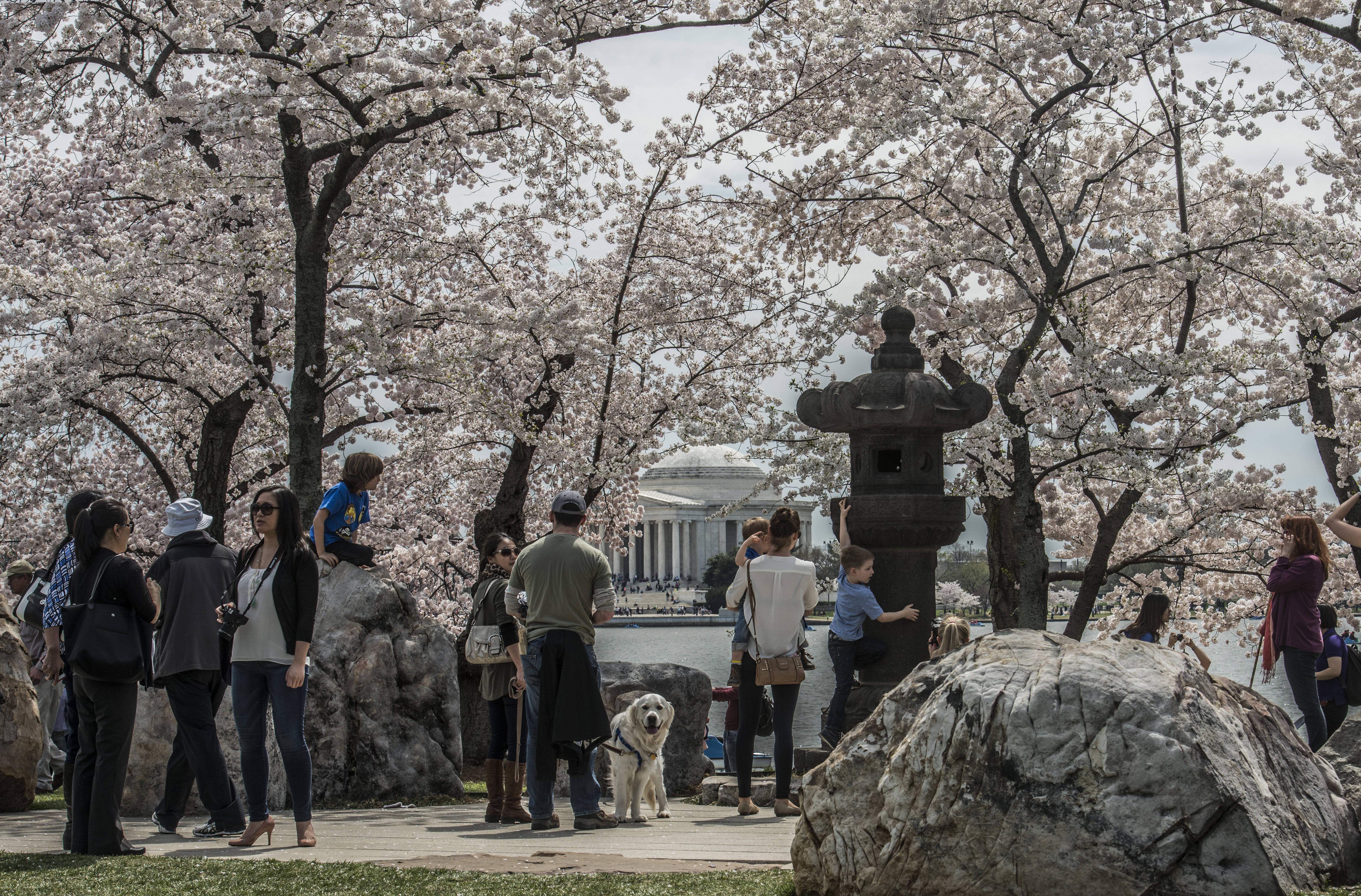 I live in Northern VA, and absolutely love the cherry blossoms