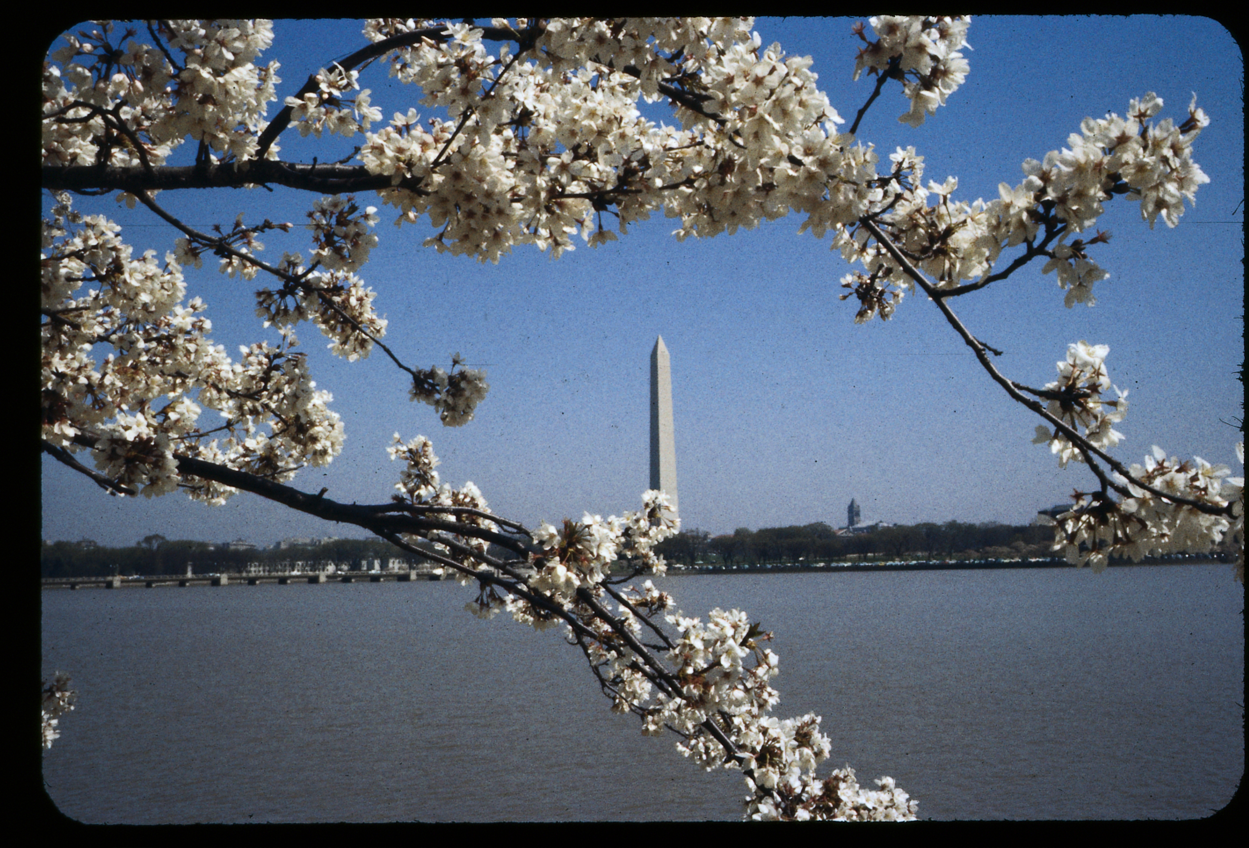 National Cherry Blossom Festival and All Nippon Airways to Plant