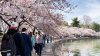 It's Peak Bloom! DC's Cherry Trees Blossom at Tidal Basin
