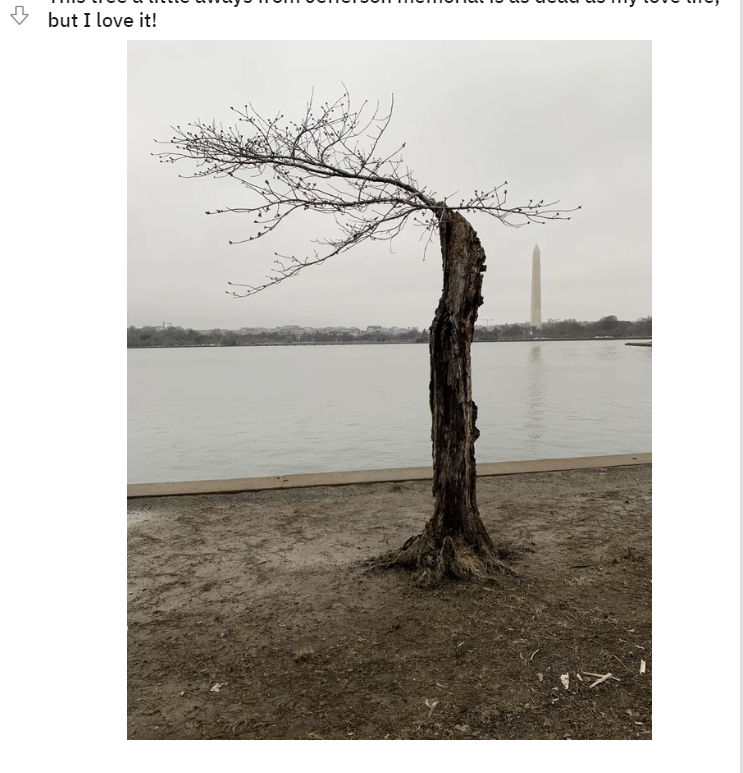 Where’s Stumpy? Why cherry blossom visitors can’t visit DC’s favorite ...