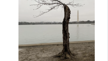 Where’s Stumpy? Why cherry blossom visitors can’t visit DC’s favorite ...