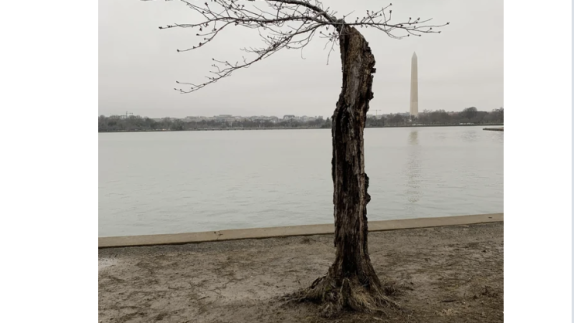 Meet “Stumpy,” DC’s Favorite Underdog Cherry Tree – NBC4 Washington