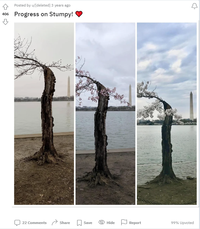 Meet “Stumpy,” DC’s Favorite Underdog Cherry Tree – NBC4 Washington