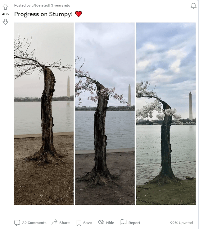 Meet “Stumpy,” DC’s Favorite Underdog Cherry Tree – NBC4 Washington